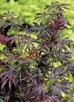 Japanse Esdoorn (Acer Palmatum 'Trompenburg') 16 Japanse Esdoorn (Acer Palmatum 'Trompenburg') -Groene Wereld acer p. trompenburg 3