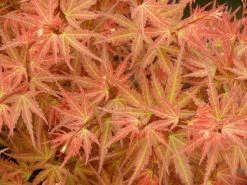 Japanse Esdoorn (Acer Palmatum 'Wilson's Pink Dwarf') -Groene Wereld acer p. wilsons pink dwarf 1