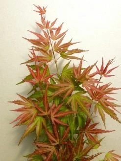 Japanse Esdoorn (Acer Palmatum 'Wilson's Pink Dwarf') -Groene Wereld acer p. wilsons pink dwarf 2