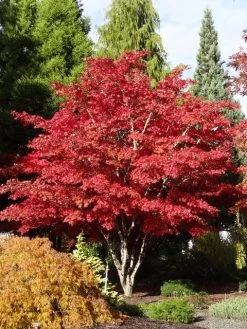 Japanse Esdoorn (Acer Palmatum 'Atropurpureum') -Groene Wereld acer palm. atropurpureum 3