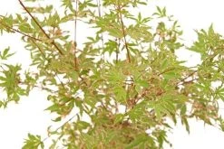 Japanse Esdoorn (Acer Palmatum 'Beni-shichi-henge') -Groene Wereld acer palm. beni shichi henge