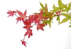 Japanse Esdoorn (Acer Palmatum 'Beni-maiko') -Groene Wereld acer palm. beni maiko zoom