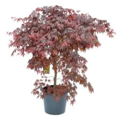 Japanse Esdoorn (Acer Palmatum 'Bloodgood') -Groene Wereld acer palm. bloodgood c50