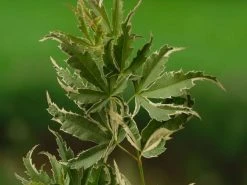 Japanse Esdoorn (Acer Palmatum 'Butterfly') -Groene Wereld acer palm. butterfly 1