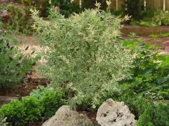 Japanse Esdoorn (Acer Palmatum 'Butterfly') -Groene Wereld acer palm. butterfly 2