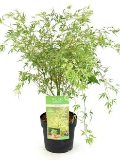 Japanse Esdoorn (Acer Palmatum 'Butterfly') -Groene Wereld acer palm. butterfly c3