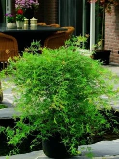 Japanse Esdoorn (Acer Palmatum 'Emerald Lace') -Groene Wereld acer palm. emerald lace 2