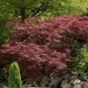 Japanse Esdoorn (Acer Palmatum 'Garnet') -Groene Wereld acer palm. garnet 71