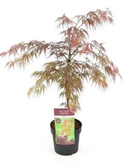 Japanse Esdoorn (Acer Palmatum 'Garnet') -Groene Wereld acer palm. garnet c3