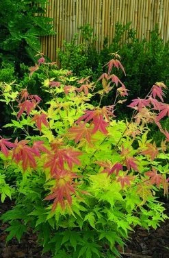 Japanse Esdoorn (Acer Palmatum 'Orange Dream') -Groene Wereld acer palm. orange dream