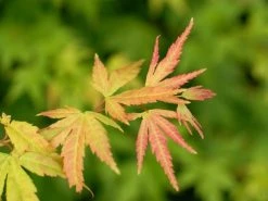 Japanse Esdoorn (Acer Palmatum 'Orange Dream') -Groene Wereld acer palm. orange dream 1