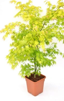 Japanse Esdoorn (Acer Palmatum 'Orange Dream') -Groene Wereld acer palm. orange dream c14 3