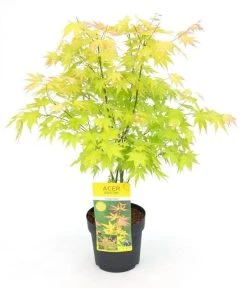 Japanse Esdoorn (Acer Palmatum 'Orange Dream') -Groene Wereld acer palm. orange dream c3