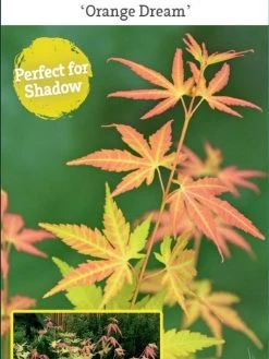 Japanse Esdoorn (Acer Palmatum 'Orange Dream') -Groene Wereld acer palm. orange dream c3 1