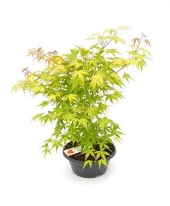 Japanse Esdoorn (Acer Palmatum 'Orange Dream') -Groene Wereld acer palm. orange dream p23 patio