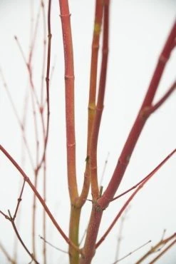 Japanse Esdoorn (Acer Palmatum 'Sangokaku') -Groene Wereld acer palm. sangokaku 2 1