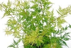 Japanse Esdoorn (Acer Palmatum 'Seiryu') -Groene Wereld acer palm. seiryu