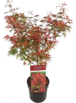 Japanse Esdoorn (Acer Palmatum 'Shaina') -Groene Wereld acer palm. shaina c3