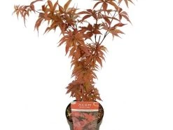 Japanse Esdoorn (Acer Palmatum 'Twombly's Red Sentinel') -Groene Wereld acer palm. twombly s red sentinel c3 2