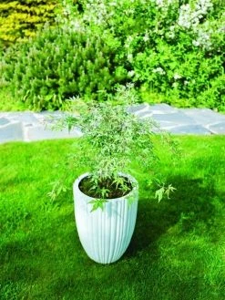 Japanse Esdoorn (Acer Palmatum 'Ukigumo') -Groene Wereld acer palm. ukigumo