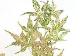 Japanse Esdoorn (Acer Palmatum 'Ukigumo') -Groene Wereld acer palm. ukigumo 1