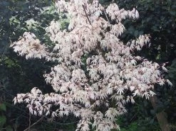 Japanse Esdoorn (Acer Palmatum 'Ukigumo') -Groene Wereld acer palm. ukigumo 2