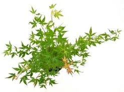 Japanse Esdoorn (Acer Palmatum 'Wilson's Pink Dwarf') -Groene Wereld acer palm. wilson pink dwarf c3 3