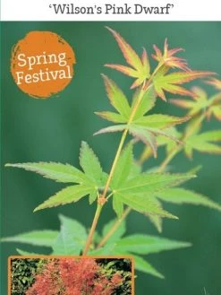 Japanse Esdoorn (Acer Palmatum 'Wilson's Pink Dwarf') -Groene Wereld acer palm. wilson s pink dwarf c3 1