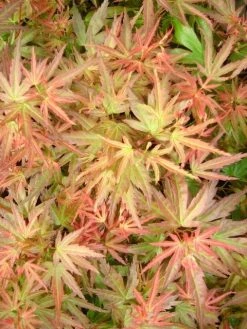 Japanse Esdoorn (Acer Palmatum 'Wilson's Pink Dwarf') -Groene Wereld acer palm. wilson s pink dwarf c3 3