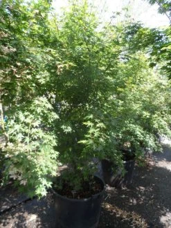 Japanse Esdoorn (Acer Palmatum) 27 Japanse Esdoorn (Acer Palmatum) -Groene Wereld acer palmatum 200 250 300 c130