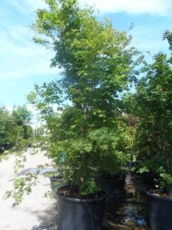 Japanse Esdoorn (Acer Palmatum) 23 Japanse Esdoorn (Acer Palmatum) -Groene Wereld acer palmatum 250 300 c500