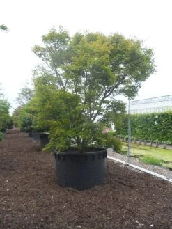 Japanse Esdoorn (Acer Palmatum) 26 Japanse Esdoorn (Acer Palmatum) -Groene Wereld acer palmatum 350 400 c1000