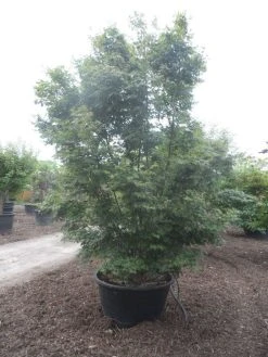 Japanse Esdoorn (Acer Palmatum) 25 Japanse Esdoorn (Acer Palmatum) -Groene Wereld acer palmatum 350 400 c500