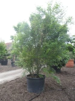 Japanse Esdoorn (Acer Palmatum) 28 Japanse Esdoorn (Acer Palmatum) -Groene Wereld acer palmatum 350 400 c500 2