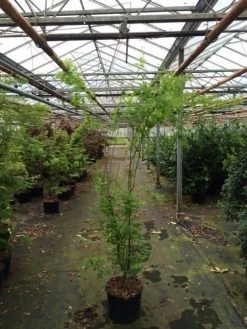 Japanse Esdoorn (Acer Palmatum 'Aoyagi') -Groene Wereld acer palmatum aoyagi 175 200