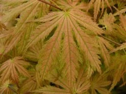 Japanse Esdoorn (Acer Palmatum 'Ariadne') -Groene Wereld acer palmatum ariadne 1