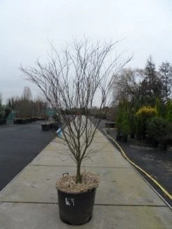 Japanse Esdoorn (Acer Palmatum 'Atropurpureum') -Groene Wereld acer palmatum atropurpureum 200 250 c110 1