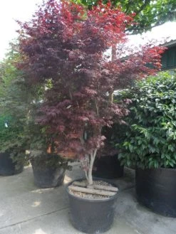 Japanse Esdoorn (Acer Palmatum 'Atropurpureum') -Groene Wereld acer palmatum atropurpureum 250 300 c285 1
