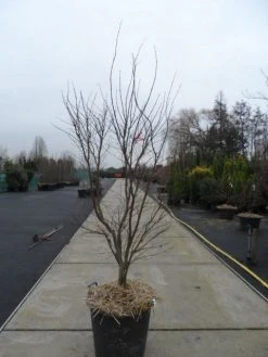 Japanse Esdoorn (Acer Palmatum 'Fireglow') -Groene Wereld acer palmatum atropurpureum fireglow 200 250 c110