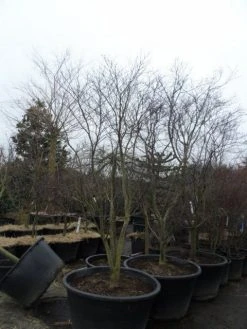 Japanse Esdoorn (Acer Palmatum 'Fireglow') 28 Japanse Esdoorn (Acer Palmatum 'Fireglow') -Groene Wereld acer palmatum atropurpureum fireglow 250 300 c500 1