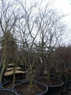 Japanse Esdoorn (Acer Palmatum 'Fireglow') -Groene Wereld acer palmatum atropurpureum fireglow 250 300 c500 2