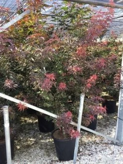 Japanse Esdoorn (Acer Palmatum 'Bloodgood') -Groene Wereld acer palmatum bloodgood 1