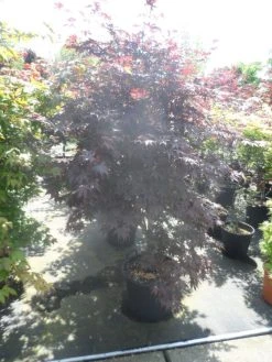 Japanse Esdoorn (Acer Palmatum 'Bloodgood') -Groene Wereld acer palmatum bloodgood 150 175 c50 extra