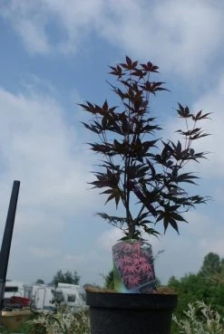 Japanse Esdoorn (Acer Palmatum 'Bloodgood') -Groene Wereld acer palmatum bloodgood 1