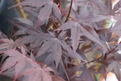 Japanse Esdoorn (Acer Palmatum 'Bloodgood') -Groene Wereld acer palmatum bloodgood 2 1