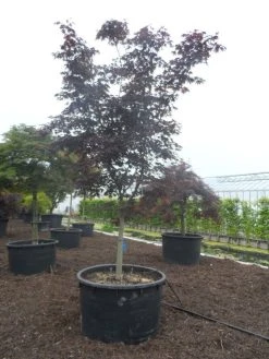 Japanse Esdoorn (Acer Palmatum 'Bloodgood') -Groene Wereld acer palmatum bloodgood halfstam c750