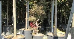 Japanse Esdoorn (Acer Palmatum 'Butterfly') -Groene Wereld acer palmatum butterfly 100 125