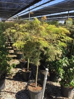Japanse Esdoorn Op Stam (Acer Palmatum 'Viridis') -Groene Wereld acer palmatum dis. viridis op stam c20