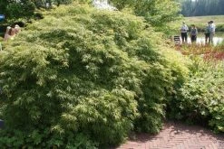 Japanse Esdoorn (Acer Palmatum 'Dissectum') -Groene Wereld acer palmatum dissectum 1