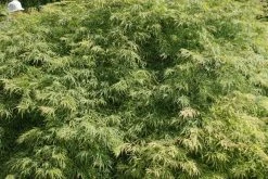 Japanse Esdoorn (Acer Palmatum 'Dissectum') -Groene Wereld acer palmatum dissectum 2